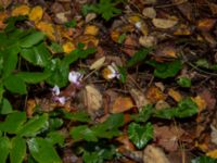 Cyclamen hederifolium Kungsparken, Malmö, Skåne, Sweden 20191017_0001