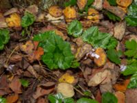 Cyclamen hederifolium Kungsparken, Malmö, Skåne, Sweden 20191017_0006