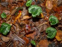 Cyclamen hederifolium Kungsparken, Malmö, Skåne, Sweden 20191017_0008