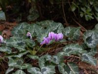 Cyclamen hederifolium Slottsparken, Malmö, Skåne, Sweden 20211016_0193