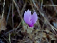 Cyclamen hederifolium Strinylas, Corfu, Greece 20100917 537