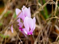 Cyclamen hederifolium Strinylas, Corfu, Greece 20100917 539