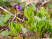 Dodecatheon frigidum Milepost 13, Denali Highway, Alaska, USA 20140627_0060