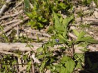 Lysimachia arvensis Cetina River, Zadvarje, Croatia 20170807_1953