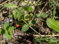 Lysimachia arvensis Lindängelunds koloniområde, Malmö, Skåne, Sweden 20150902_0056