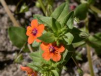 Lysimachia arvensis Ridhuset, Klagshamns udde, Malmö, Skåne, Sweden 20150702_0016