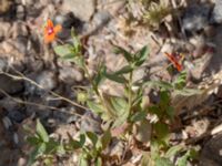 Lysimachia arvensis Rynke, Ljungbyhed, Klippan, Skåne, Sweden 20180711_0054