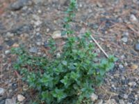 Lysimachia arvensis Sevastopol-Yalta, Crimea, Russia 20150915_0333