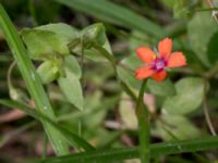 Lysimachia arvensis Valdemarsro, Malmö, Skåne, Sweden 20150802_0006