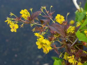 Lysimachia ciliata - Fringed Loosestrife - Guldlysing