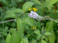 Lysimachia clethroides Djungelparken, Bunkeflostrand, Malmö, Skåne, Sweden 20220718_0256