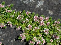 Lysimachia maritima Simris strandäng, Simrishamn, Skåne, Sweden 20160606_0042