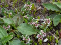 Lysimachia maritima Tygelsjö ängar, Malmö, Skåne, Sweden 20140604_0021