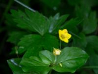 Lysimachia nemorum Hjularöd, Eslöv, Skåne, Sweden 20170617_0008