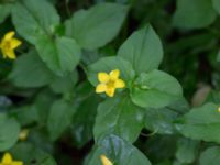 Lysimachia nemorum Hjularöd, Eslöv, Skåne, Sweden 20170617_0016