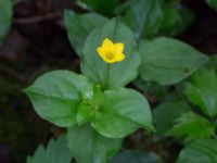 Lysimachia nemorum Hjularöd, Eslöv, Skåne, Sweden 20170617_0017