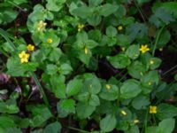 Lysimachia nemorum Hjularöd, Eslöv, Skåne, Sweden 20170617_0018