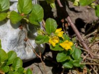 Lysimachia nummularia Gislövshammar, Simrishamn, Skåne, Sweden 20150703_0100