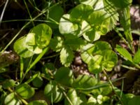 Lysimachia nummularia Svanetorpsvägen, Åkarp, Lomma, Skåne, Sweden 20150603_0077