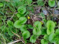 Lysimachia nummularia Svanetorpsvägen, Åkarp, Lomma, Skåne, Sweden 20160626_0022