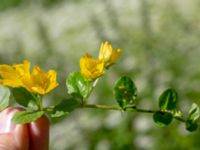 Lysimachia nummularia Ulricedal, Malmö, Skåne, Sweden 20190617_0053