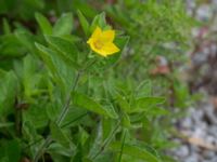 Lysimachia punctata Almåsa, Malmö, Skåner, Sweden 20150816_0011