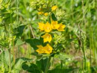 Lysimachia punctata Björka, Helsingborg, Skåne, Sweden 20240601_0029