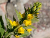 Lysimachia punctata Grodreservatet, Malmö hamn, Malmö, Skåne, Sweden 20160609_0022