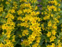 Lysimachia punctata Lokstallarna, Malmö, Skåne, Sweden 20150625_0026