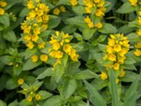 Lysimachia punctata Scoutstugan, Bunkeflostrand, Malmö, Skåne, Sweden 20160619_0026