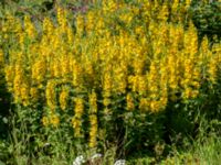 Lysimachia punctata Ulricedal, Malmö, Skåne, Sweden 20190617_0008