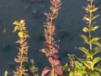 Lysimachia punctata Vanningen, Vellinge, Skåne, Sweden 20221030_0040