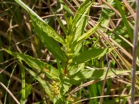 Lysimachia thyrsiflora Fuktängen, Klagshamns udde, Malmö, Skåne, Sweden 20150702_0052