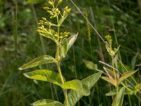 Lysimachia vulgaris Gyetorpskärret, Kristianstad, Skåne, Sweden 20160628_0173