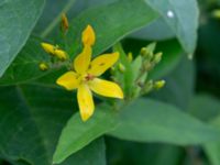 Lysimachia vulgaris Skyttsie hage, Skanörs ljung, Falsterbonäset, Vellinge, Skåne, Sweden 20180710_0021