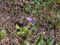 Primula algida Kuro N, Stepantsminda, Mtskheta-Mtianeti, Georgia 20180424_3491