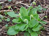 Primula elatior Alunbruket, Andrarum, Tomelilla, Skåne, Sweden 20170402_0001