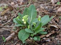 Primula elatior Alunbruket, Andrarum, Tomelilla, Skåne, Sweden 20170402_0005