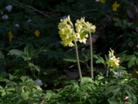 Primula elatior Borstabäcken, Eslöv, Skåne, Sweden 20160505_0017