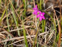 Primula eximia Teller road, Nome, Alaska, USA 20140622_0126