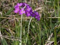 Primula farinosa Gyetorpskärret, Kristianstad, Skåne, Sweden 20150514_0173