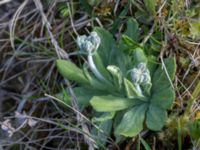 Primula farinosa Gyetorpskärret, Kristianstad, Skåne, Sweden 20150514_0175