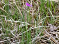 Primula farinosa Husie mosse, Malmö, Skåne, Sweden 20190531_0090