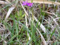 Primula farinosa Husie mosse, Malmö, Skåne, Sweden 20190531_0091