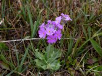 Primula farinosa Karlaby mosse, Östra Tommarp, Simrishamn, Skåne, Sweden 20190518_0114