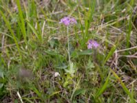 Primula farinosa Liaängen, Kågeröd, Eslöv, Skåne, Sweden 20160518_0029