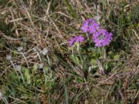 Primula farinosa Lyngsjö äng, Kristianstad, Skåne, Sweden 20160508_0001