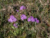 Primula farinosa Lyngsjö äng, Kristianstad, Skåne, Sweden 20160508_0002