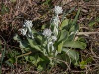 Primula farinosa Lyngsjö äng, Kristianstad, Skåne, Sweden 20160508_0003