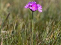 Primula farinosa Lyngsjö äng, Kristianstad, Skåne, Sweden 20160508_0025